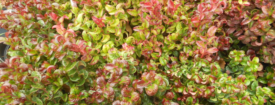 Leucothoe axillaris ‘Curly Red’