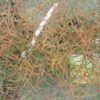 Nandina domestica 'Filamentosa'