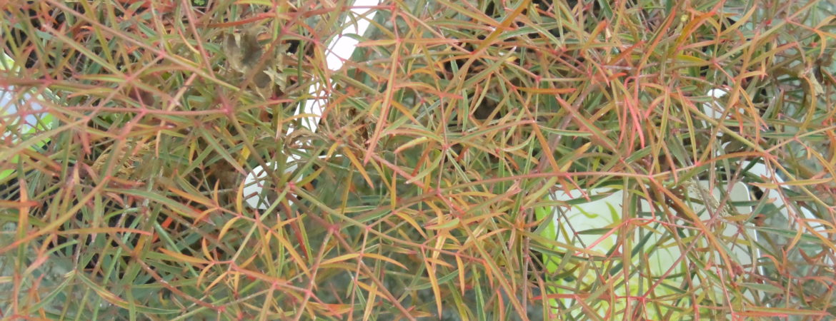 Nandina domestica ‘Filamentosa’