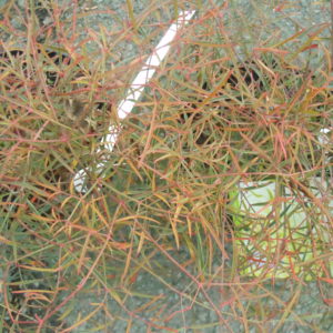 Nandina domestica 'Filamentosa'