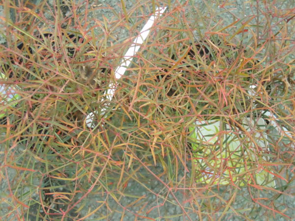 Nandina domestica 'Filamentosa'