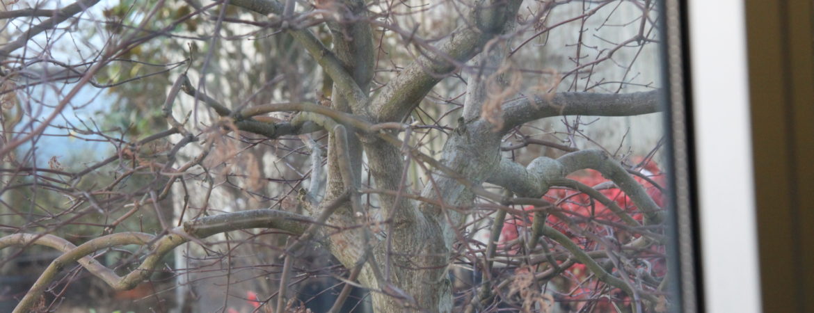 L’hiver au jardin