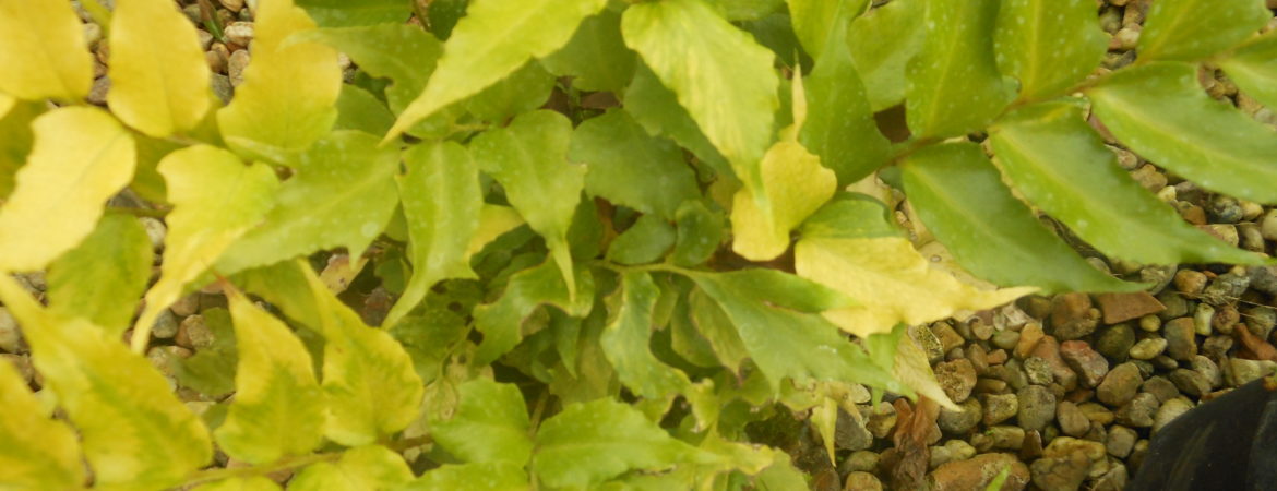 Cyrtomium fortunei ‘Clivicola’
