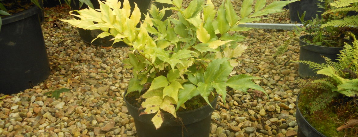 Cyrtomium fortunei ‘Clivicola’