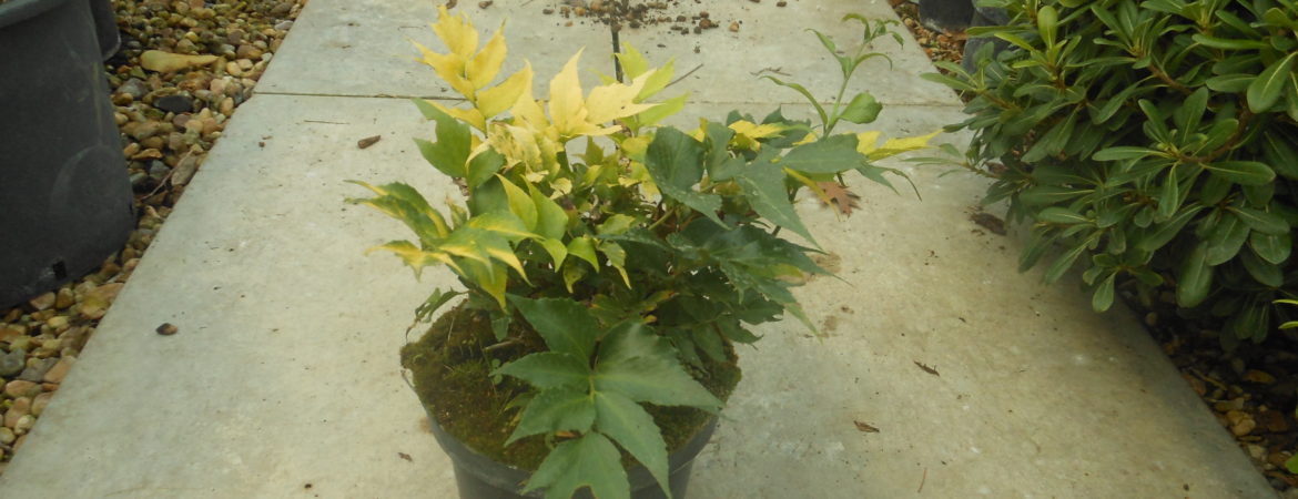 Cyrtimium falcatum