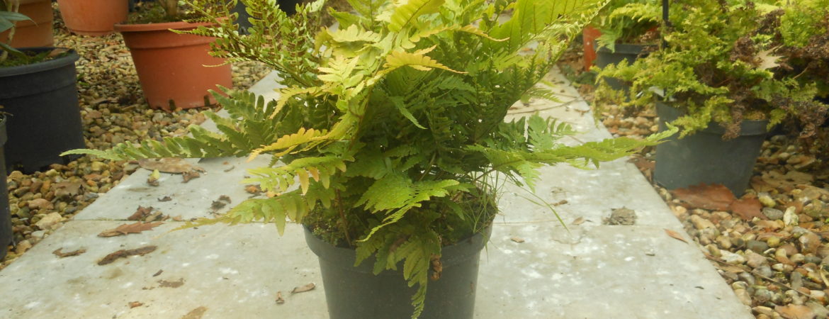 Dryopteris erythrosora