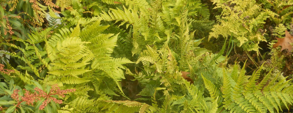 Dryopteris erythrosora