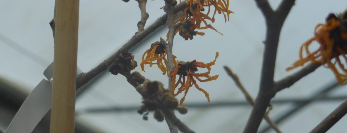 Hamamelis intermedia ‘Orange peel’