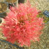Nandina domestica 'Obsessed'