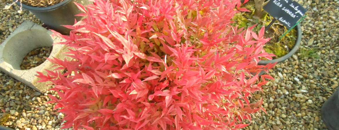 Nandina domestica ‘Obsessed’