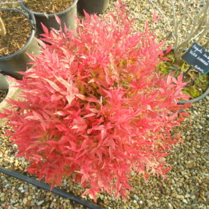 Nandina domestica 'Obsessed'