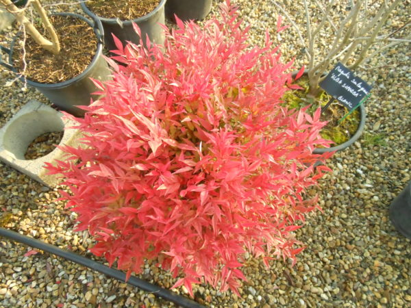 Nandina domestica 'Obsessed'