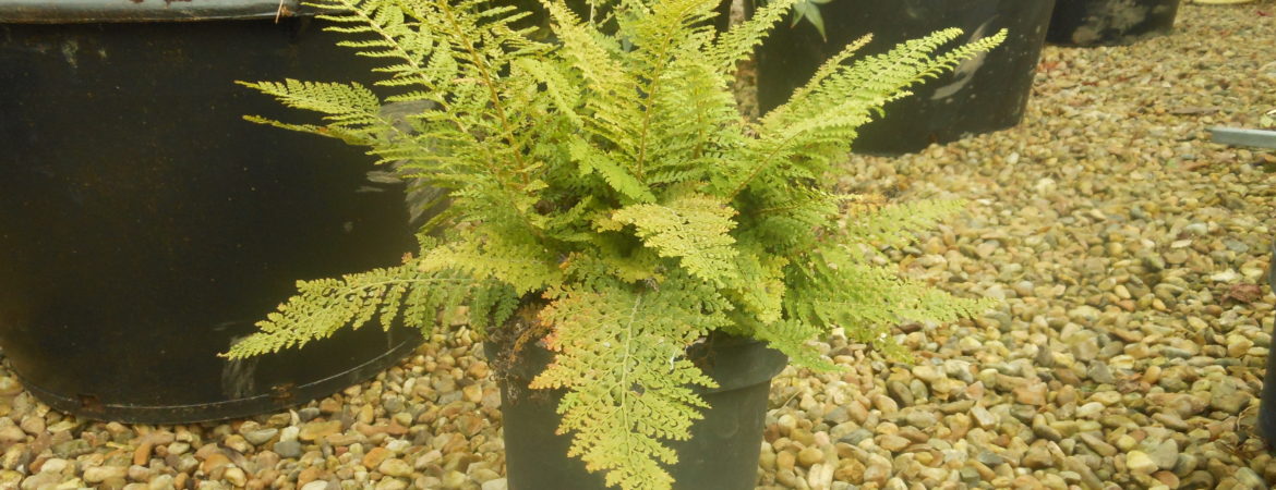 Polystichum setiferum ‘Plumosum Densum’