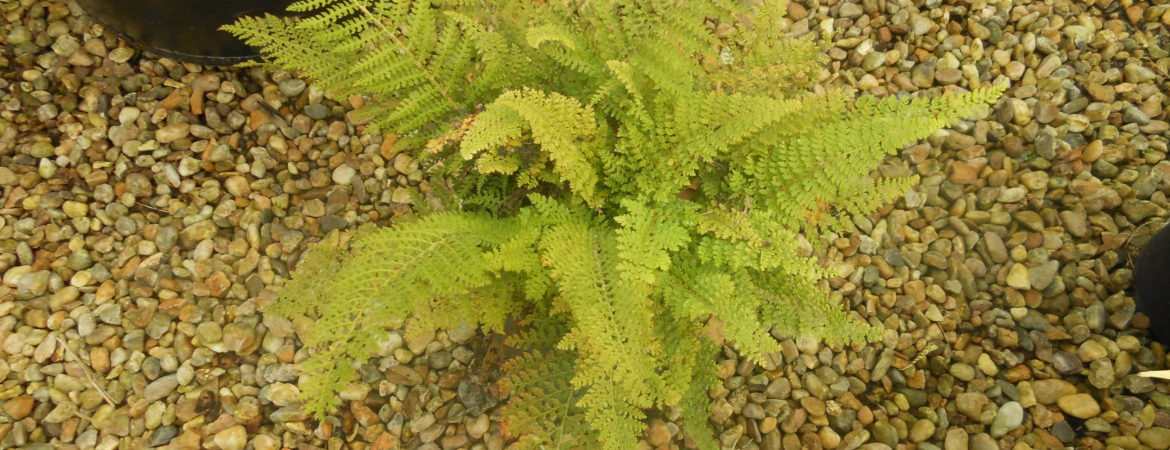 Polystichum setiferum ‘Plumosum Densum’