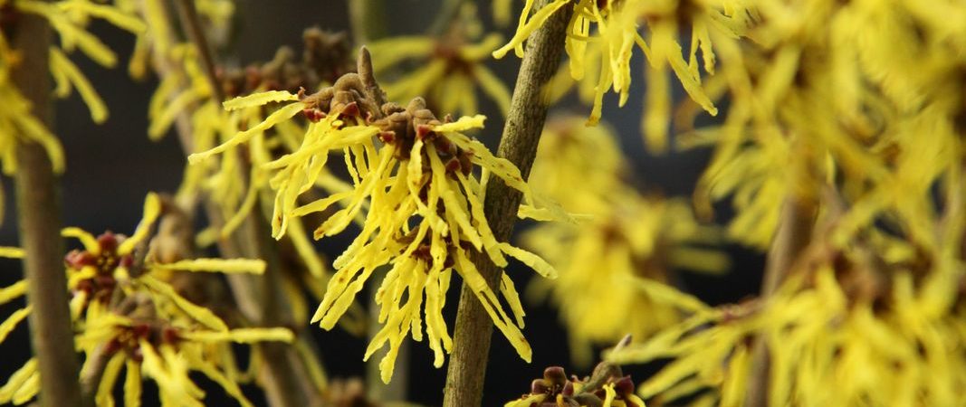 Hamamelis intermedia ‘Arnold Promise’