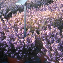 Erica darleyensis 'Fursey'