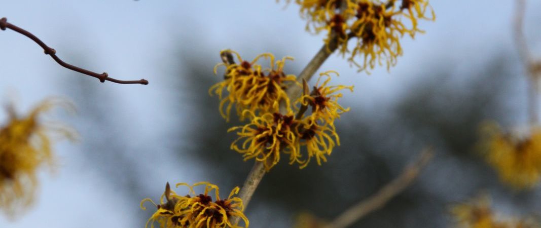 Hamamelis intermedia ‘Barmstedt Gold’