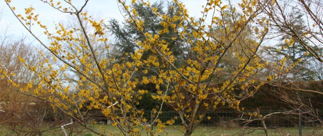 Hamamelis intermedia ‘Barmstedt Gold’