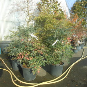 Nandina domestica