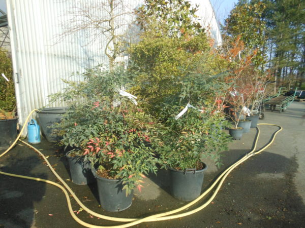 Nandina domestica