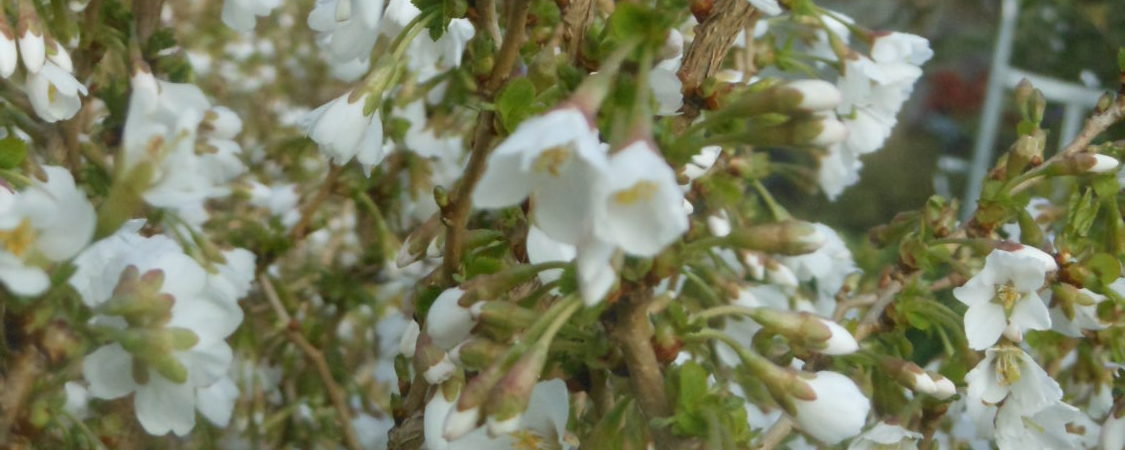 Prunus incisa ‘Kojo No Mai’