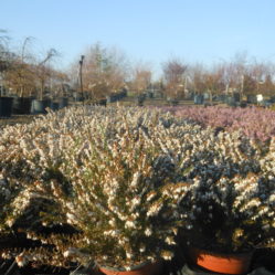 Erica darleyensis 'Silberschmelze'