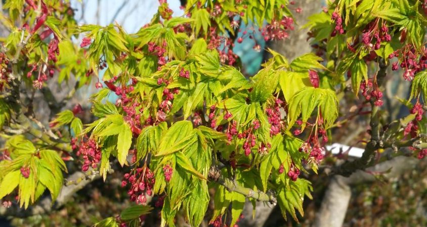 Acer palmatum ‘Mikawa Yatsubusa’