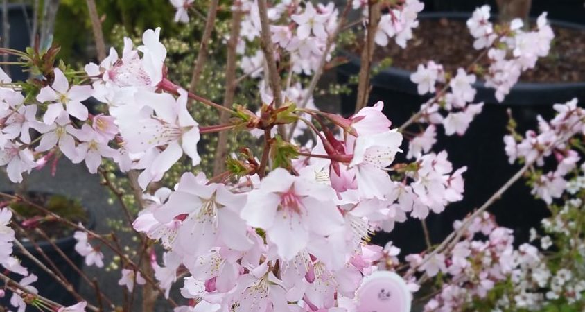 Prunus nipponica ‘Ruby’