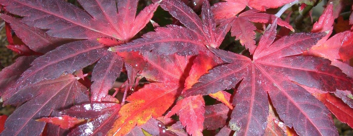 Acer palmatum ‘Seiun Kaku’