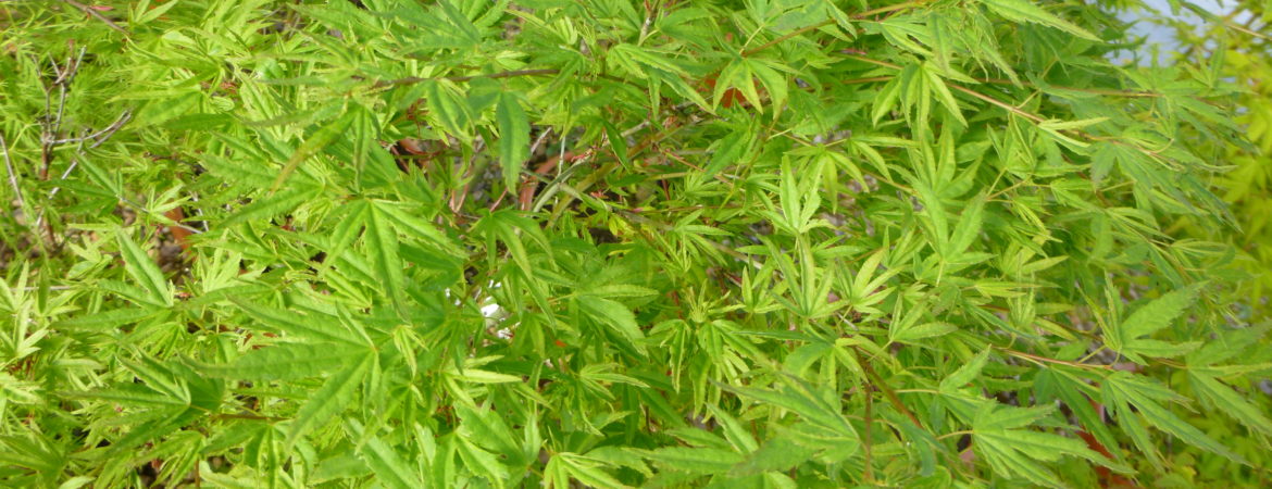 Acer palmatum ‘Hoshi Kuzu’