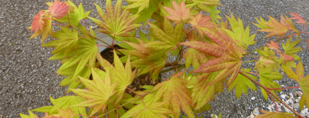 Acer shirasawanum ‘Moonrise’