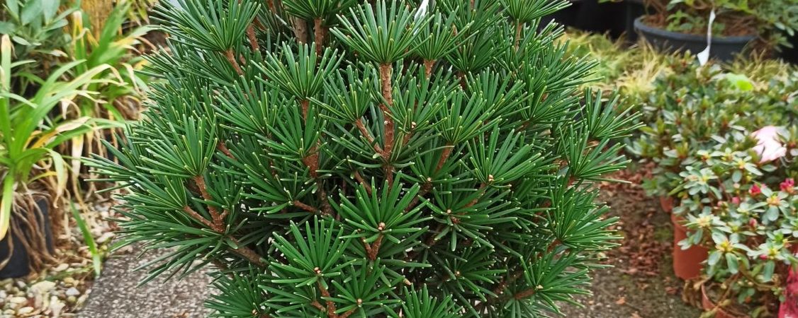 Sciadopitys Verticillata ‘Kobito’