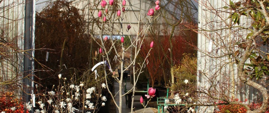 Magnolia Ian’s Red