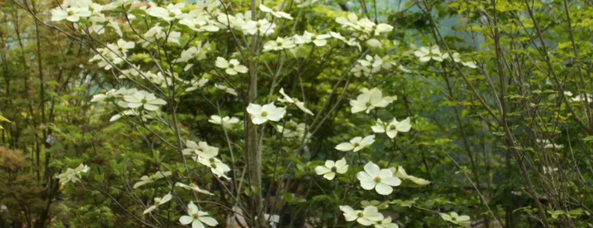 Cornus nuttallii ‘Monarch’