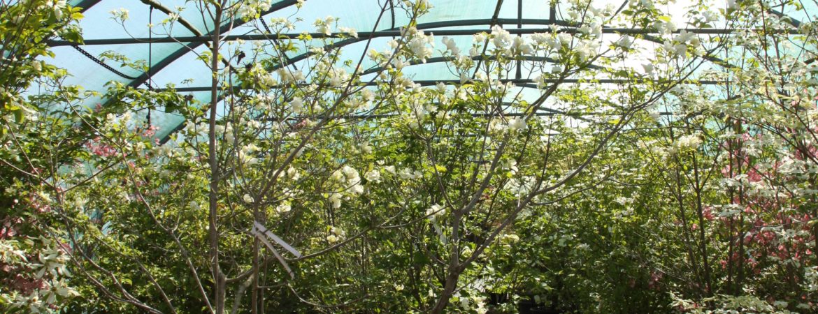 Cornus florida ‘Pluribracteata’