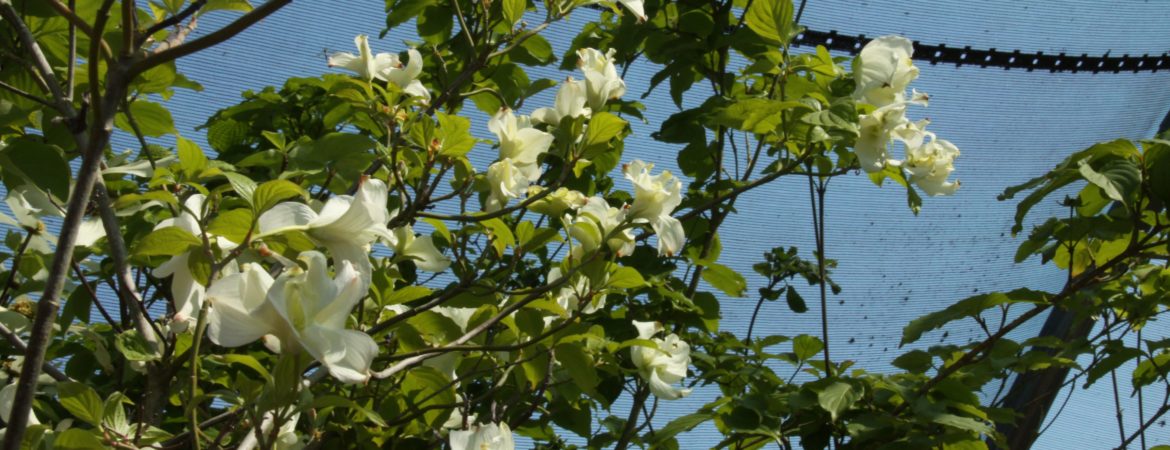 Cornus florida ‘Pluribracteata’