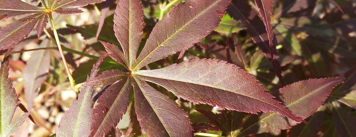 Acer palmatum ‘Red Jonas’