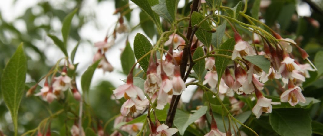 Styrax japonica ‘Pink Chimes’