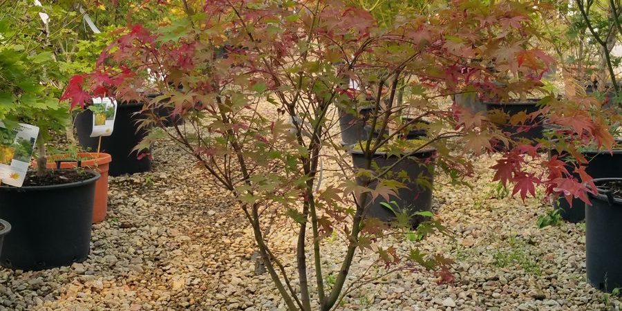 Acer palmatum ‘Omato’