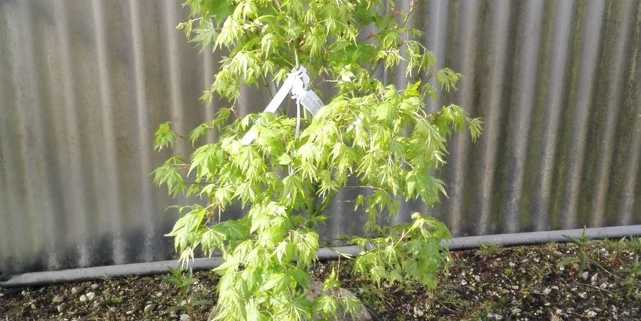 Acer palmatum ‘Peve Multicolor’
