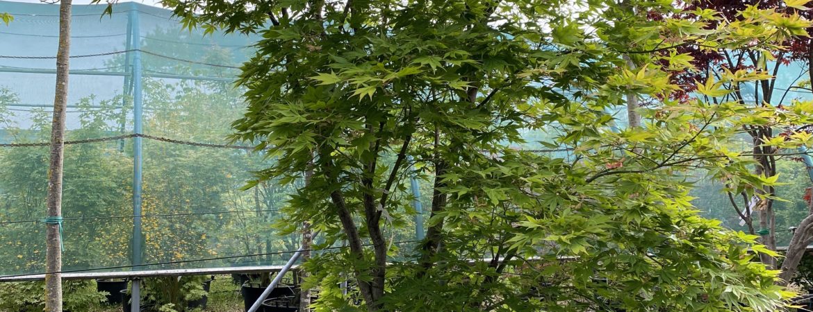 Acer palmatum ‘Kogane Nishiki’