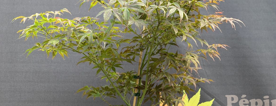 Acer palmatum ‘Red Jonas’