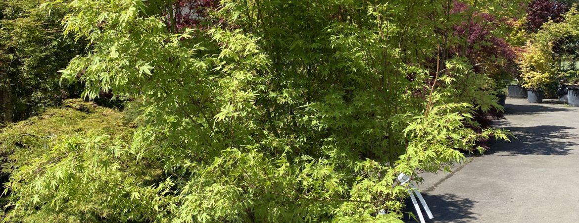 Acer palmatum ‘Hoshi Kuzu’