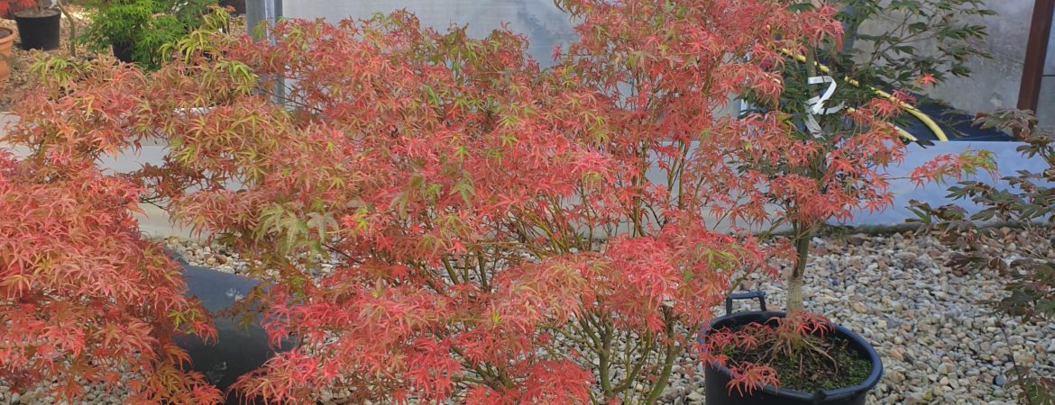 Acer palmatum ‘Kamagata’