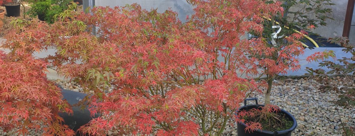 Acer palmatum ‘Kamagata’