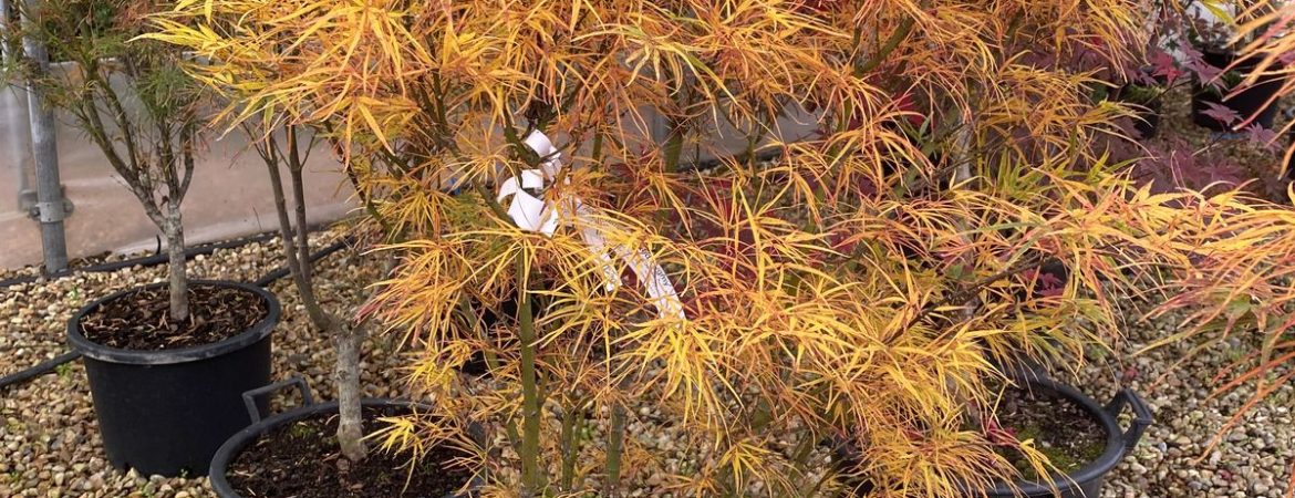 Acer palmatum ‘Red Pygmy’