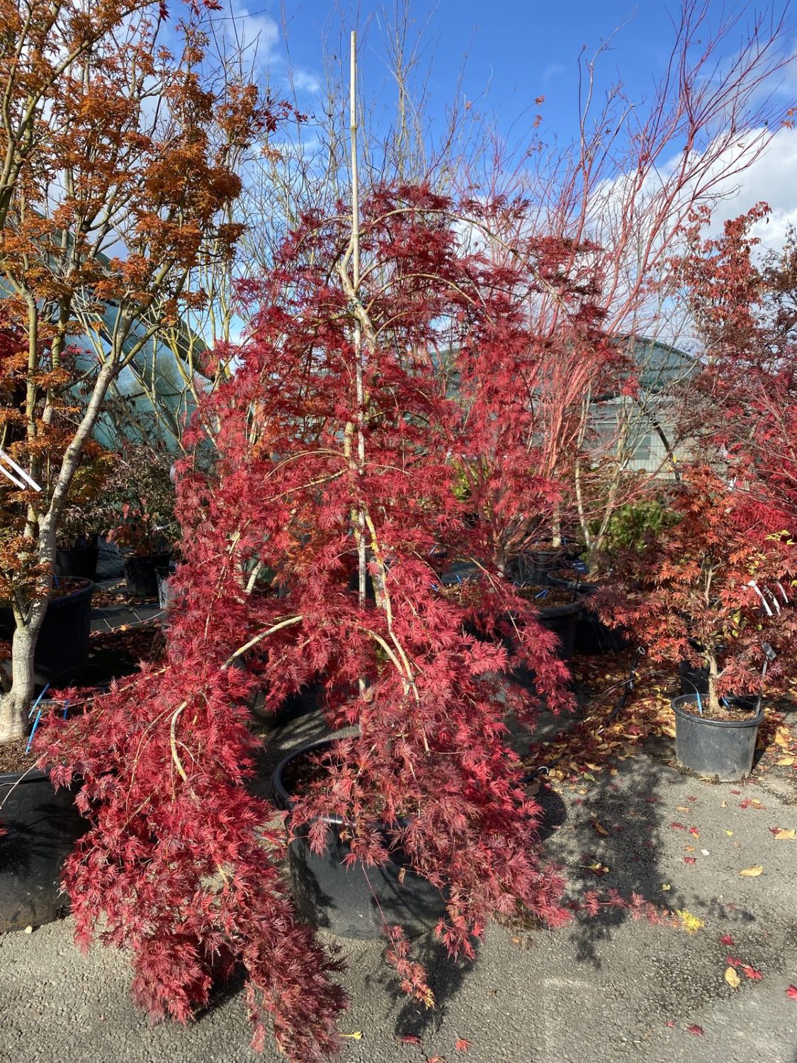 Acer palmatum Cascade Emerald - Erable du Japon