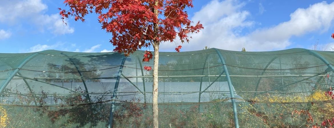 Acer palmatum ‘Type’