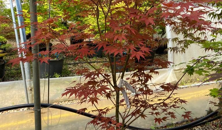 Acer palmatum ‘Marjan’