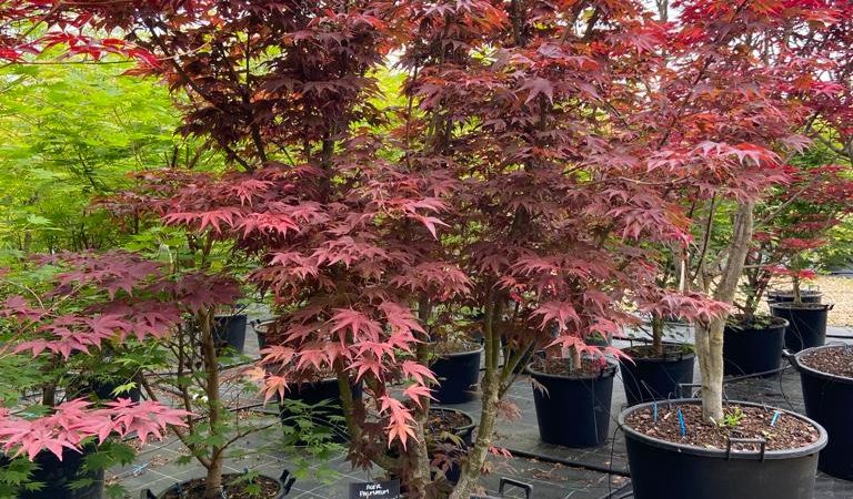 Acer palmatum ‘Atropurpureum’